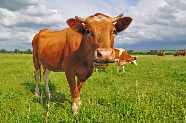 Yaz otlağında inek