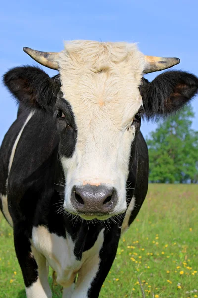 Cow on a summer pasture — Stock Photo, Image