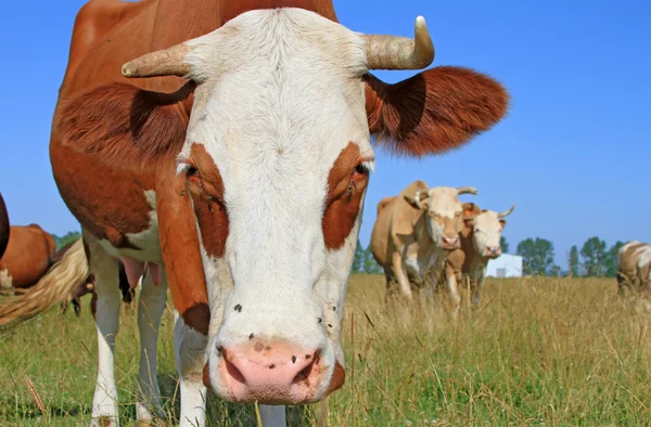 Vaches sur un pâturage d'été — Photo