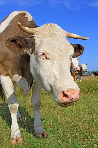 Vaca en un pasto de verano — Foto de Stock