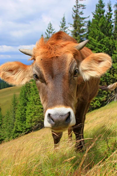 O bezerro em um pasto de montanha de verão — Fotografia de Stock