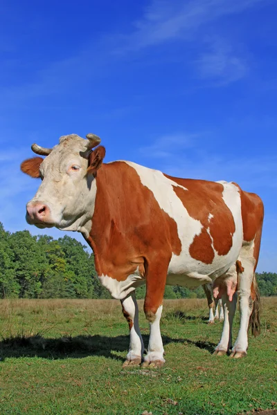 Vaca em um pasto de verão — Fotografia de Stock