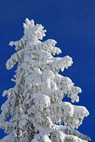 Tanne unter Schnee — Stockfoto