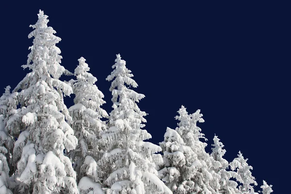 Les sapins sous la neige — Photo