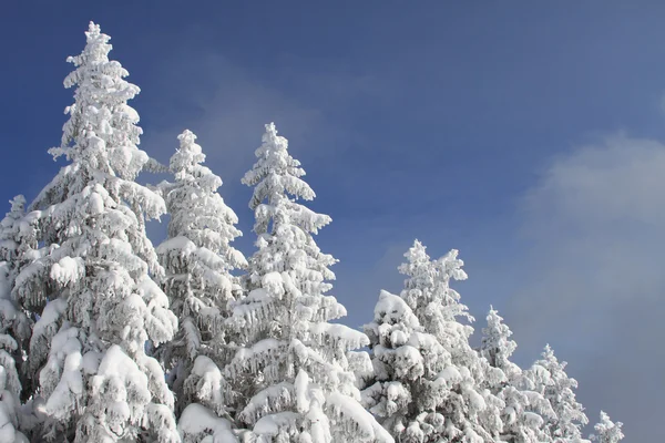 Firs bajo la nieve — Foto de Stock