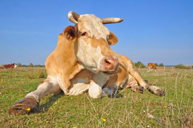Yaz otlağında inek