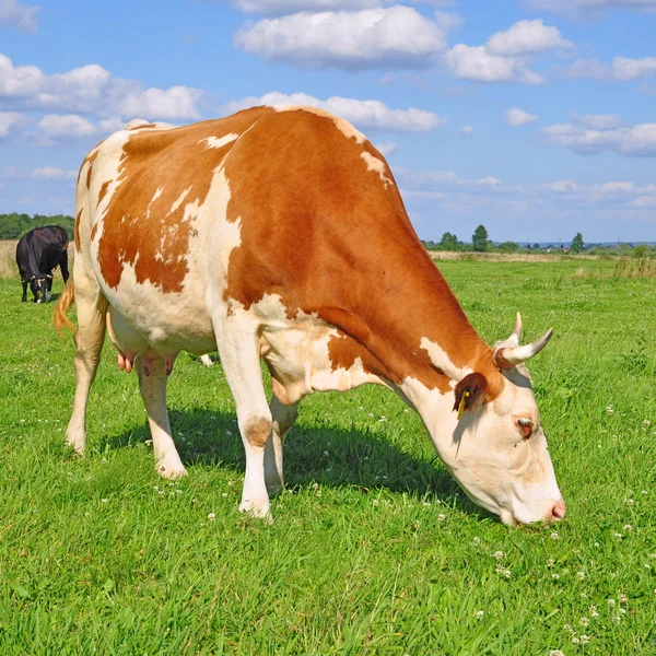 夏の牧草地の牛 — ストック写真