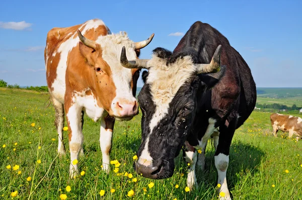 Las vacas en un pasto de verano — Foto de Stock