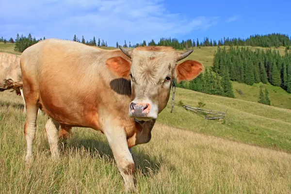 Das Kalb auf der Sommerweide — Stockfoto