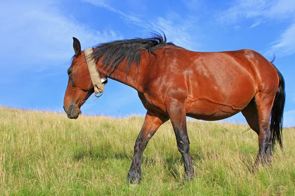 Cheval sur un pâturage d'été — Photo