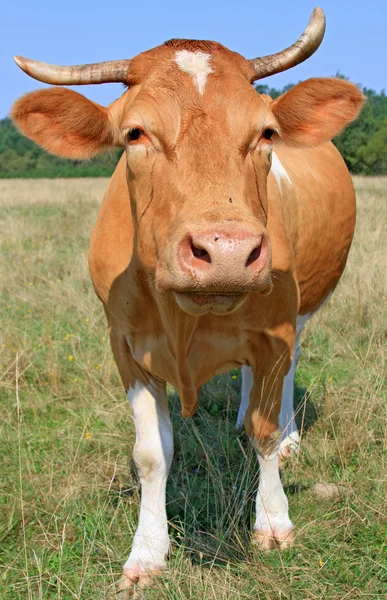 Vache dans un pâturage d'été — Photo