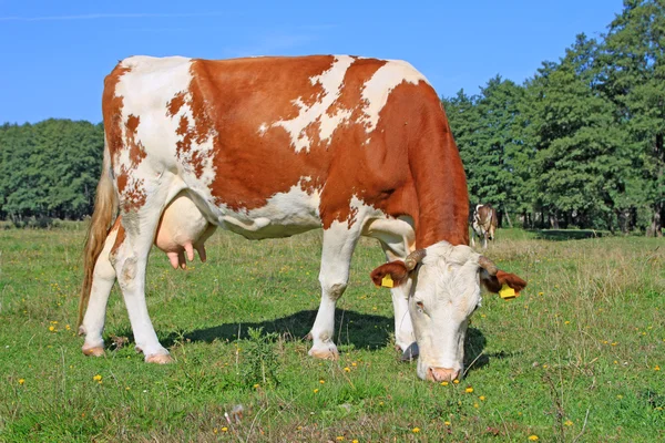 Koe op een zomerweide — Stockfoto