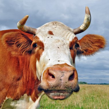 bir inek bir mera karşı başkanı