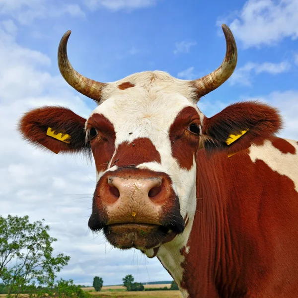 Cabeças de vacas contra o céu — Fotografia de Stock