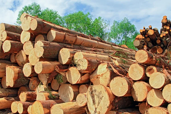 Preparazione del legno — Foto Stock