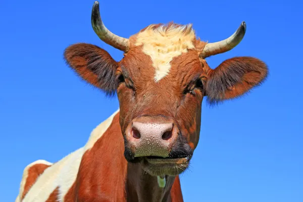 Heads of cows against the sky — Stock Photo, Image