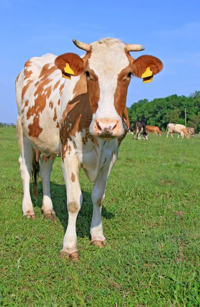 Vache dans un pâturage d'été — Photo