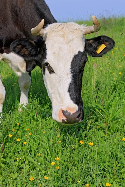 Huvudet av en ko mot en betesmark — Stockfoto