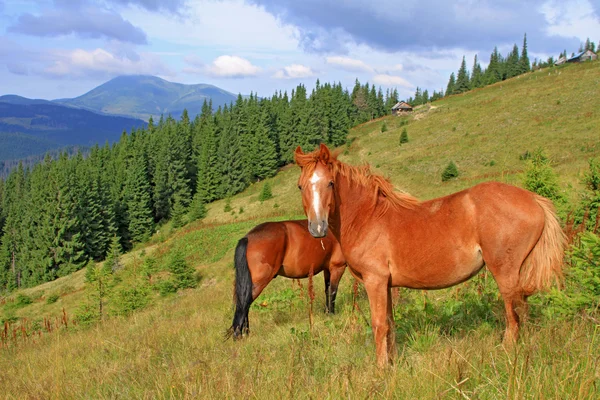 Cavalos em um pasto de montanha de verão — Fotografia de Stock