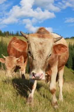 bir yaz mera derisindeki