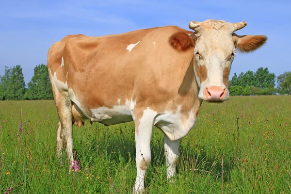 Vaca em um pasto de verão — Fotografia de Stock