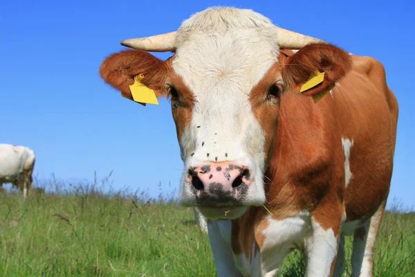 Kuh auf einer Sommerweide — Stockfoto