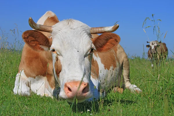 Cow on a summer pasture — Stock Photo, Image