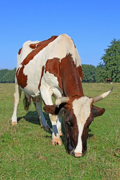 Mucca su un pascolo estivo — Foto Stock