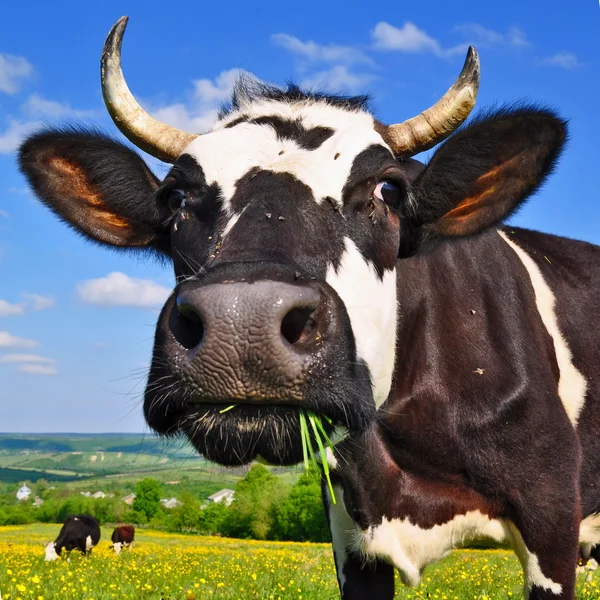 Vaca em um pasto de verão Imagens De Bancos De Imagens