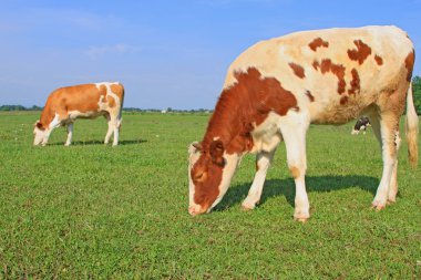 bir yaz mera derisindeki