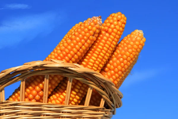 Corn ears in a basket — Stock Photo, Image