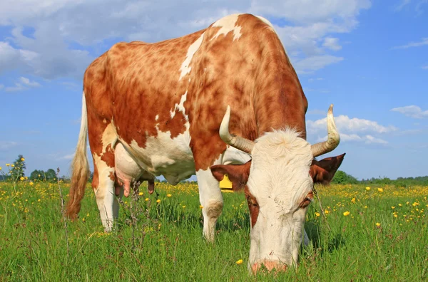 Cow on a summer pasture — Stock Photo, Image