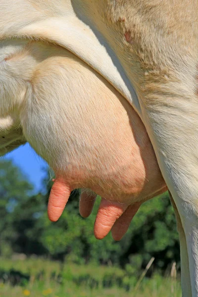 Udder di una giovane mucca — Foto Stock