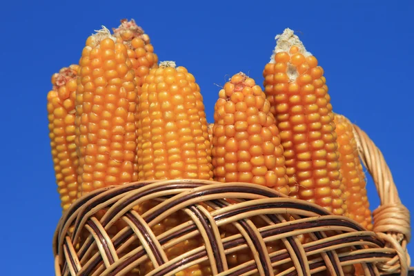 Oreilles de maïs dans un panier — Photo