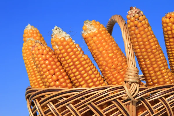 Corn ears in a basket — Stock Photo, Image