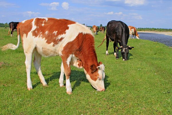 The calf on a summer pasture