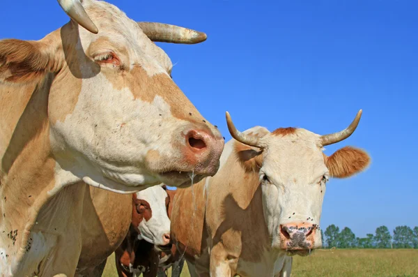 Vaches sur un pâturage d'été — Photo