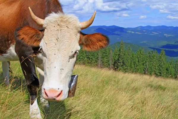 Kráva na letní horské pastvině — Stock fotografie