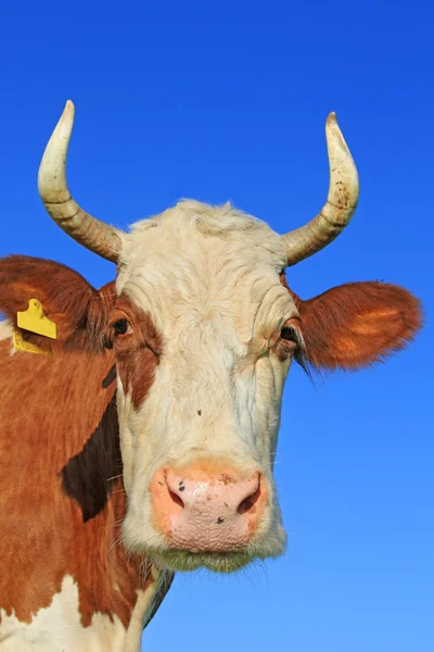 Cabezas de vacas contra el cielo —  Fotos de Stock