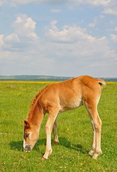 Veulen op een zomer weiland — Stockfoto