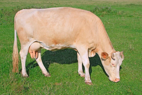 Vache dans un pâturage d'été — Photo