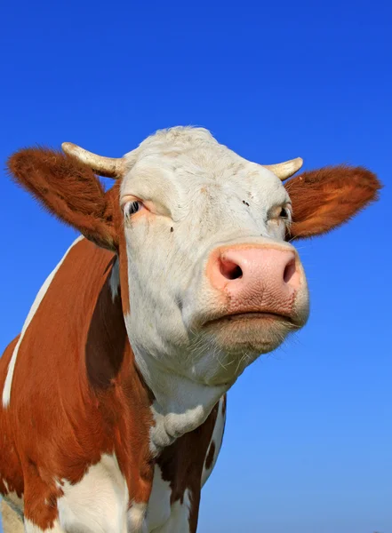 Teste di mucca contro il cielo — Foto Stock
