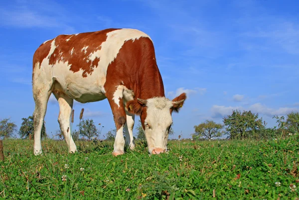 A nyári legelőn borjú — Stock Fotó