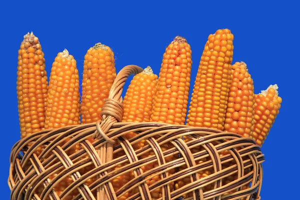 Oreilles de maïs dans un panier — Photo