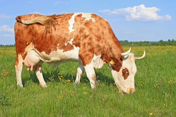 Krowa na letnim pastwisku — Zdjęcie stockowe