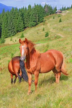 Yaz Dağı mera üzerinde atlar