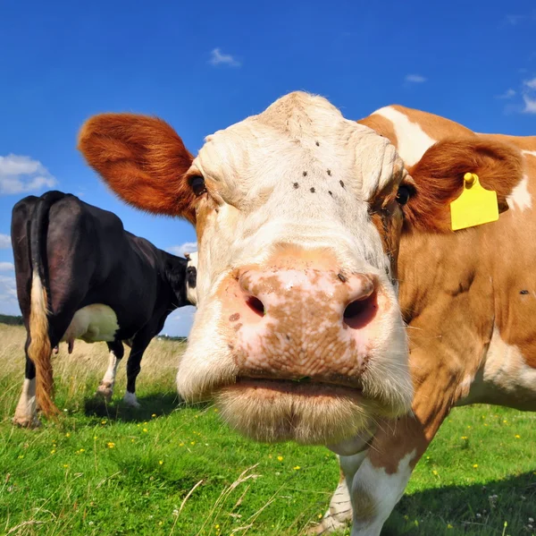 Cabeça de uma vaca contra um pasto — Fotografia de Stock