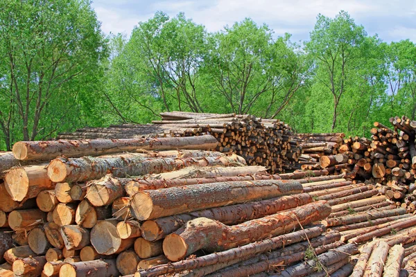 Träberedning — Stockfoto