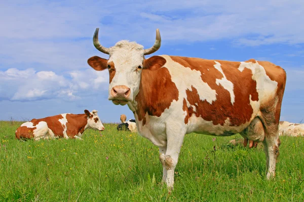 Las vacas en un pasto de verano —  Fotos de Stock