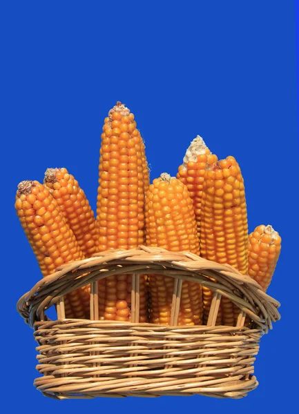 Orelhas de milho em uma cesta — Fotografia de Stock